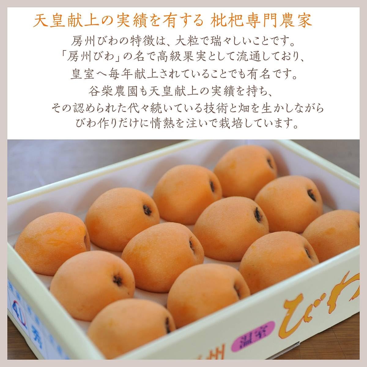 Amazon.co.jp: びわ 【谷柴農園】 房州びわ 大粒 2L 12個 1kg 贈答用