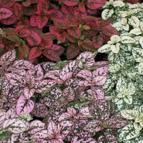 Outsidepride Hypoestes Splash Polka Dot Foliage Shade Plant Seed Mix - 200 Seeds #TOP1