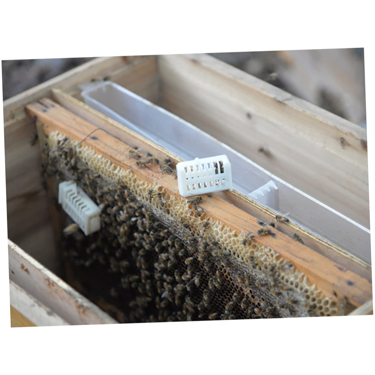 ibasenice Kit De Cría De Reinas Caja De Cría Queen Sistema De Herramientas De Apicultura