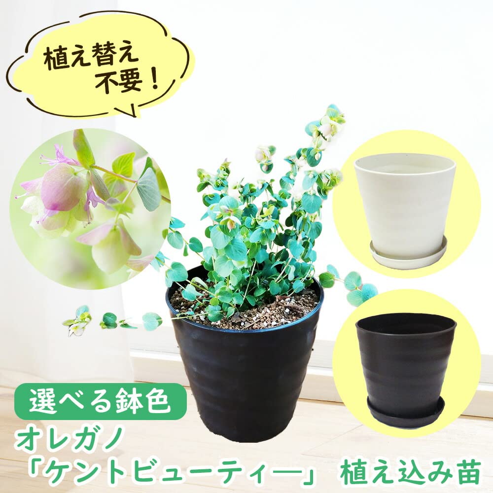 Amazon｜ハーブ 苗 オレガノ【 植え替え不要 】選べる鉢色 オレガノ