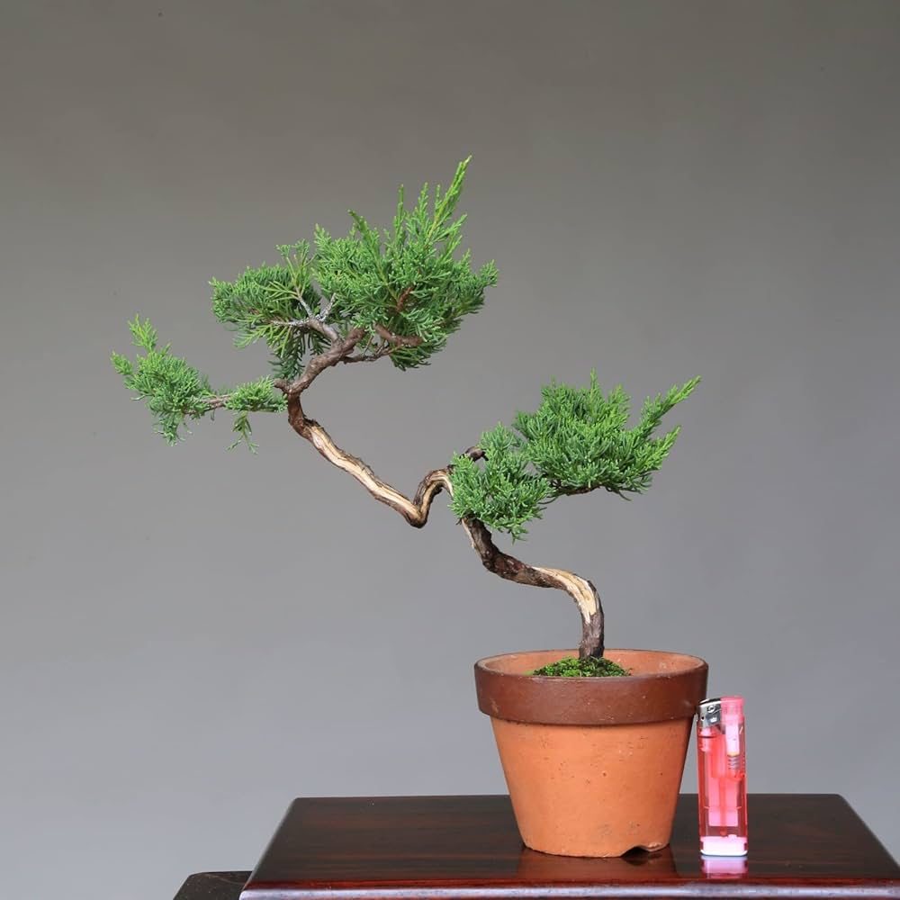 ☆盆美術館☆ 山木糸魚川真柏模様木文人盆栽 樹高83cm 展示会 床飾り