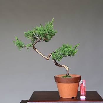 盆栽 糸魚川真柏 文人木 61bNWYrl6eL._UF350,350_QL80_.jpg