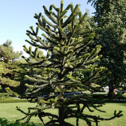 planta de araucaria - semillas semillas de bonsái araucaria plantas de interior exóticas plantas de jardín de rocas resistentes - Plantas raras - comprar árboles plantas para 80pcs