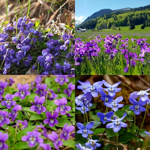 CarpetC 200+ Violet Seeds for Planting Perennial Wildflower Viola sororia Non-GMO Ground Cover Attracts Butterflies for Shade Gardens and Lawns Home Garden