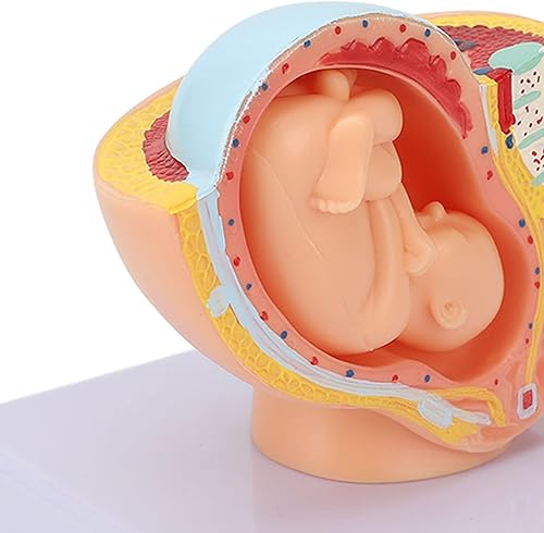 Miniatura 7 de Mujer embarazada Modelo de pelvis anatómica Sección pélvica femenina humana Embarazo Modelo anatómico Nueve meses Modelo de feto de bebé Tamaño real