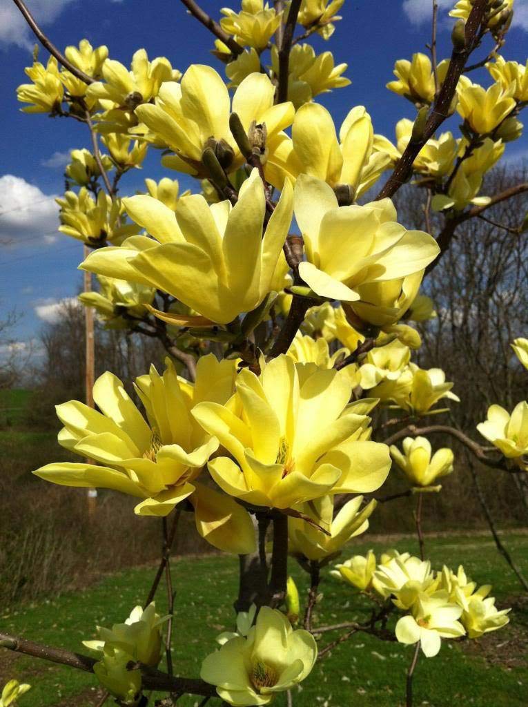 Beautiful Magnolia Tree, Healthy Live Plant (Yellow Bird Magnolia)