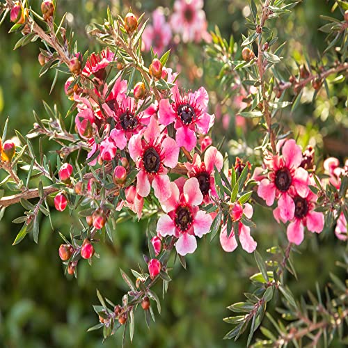 Qauzuy Garden Seeds - 10 Premium Leptospermum Scoparium Manuka Tea Tree Seeds, Compact Evergreen Beautiful Flowers, Great Gardening Gifts #TOP1