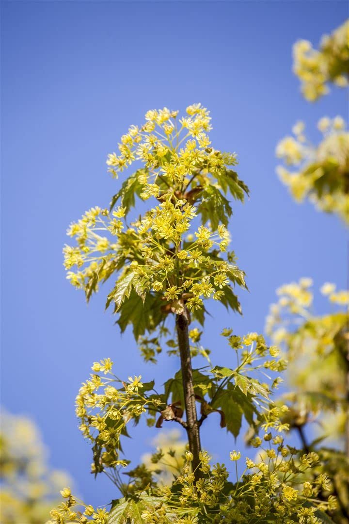 Kugelahorn Acer platanoides Globosum 125 cm Solitärbaum winterhart