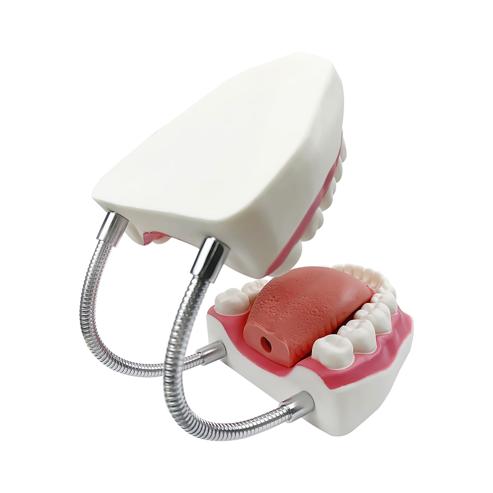 Grand modèle de dents anatomiques pour enseignement des dentistes avec brosse à dents 22 x 15 x 14 cm
