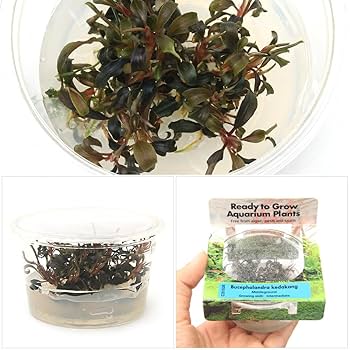 組織培養　ブセファランドラ　クダガン　４カップ 31fZ-zWlbNL.jpg_BO30,255,255,