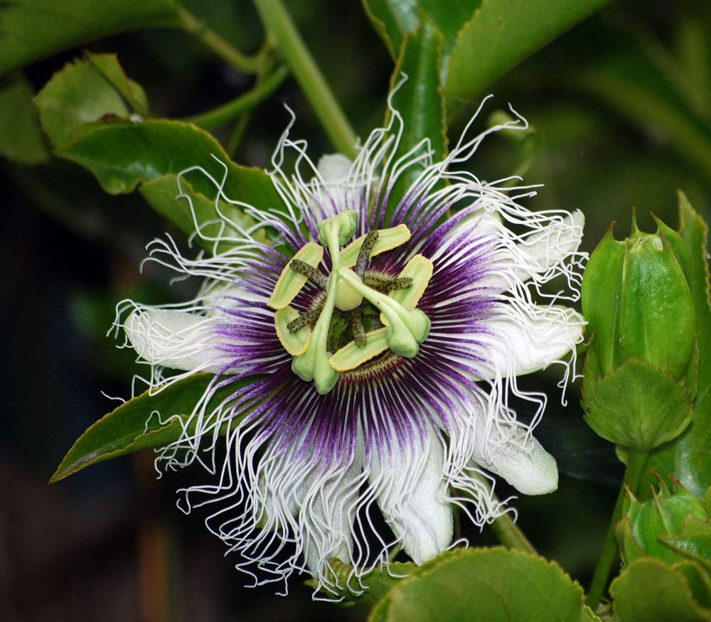 Patpert Agrotech Passiflora Sherry/Krushna Kamal Live Plant (Blue)(1 Healthy Live Plant On Poly bag) (B093LWQMBP) Amazon Price History, Amazon Price Tracker