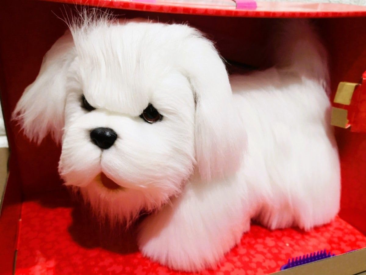 Amazon.co.jp: 132_夢ペットジュニア おいでワンちゃん マルチーズ  