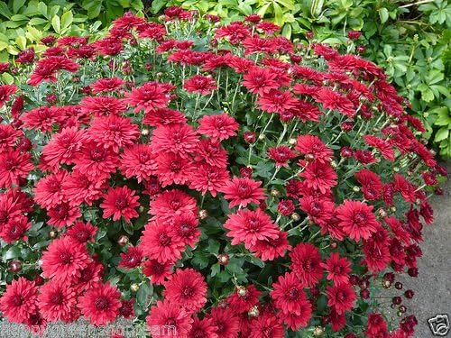 GARDEN MUM MIX - Chrysanthemum indicum hortorum - 300 SEEDS - Perennial Flower