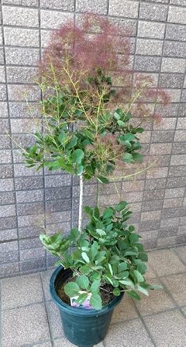 スモークツリー グレース」の人気商品一覧 | 安い商品を通販サイトから