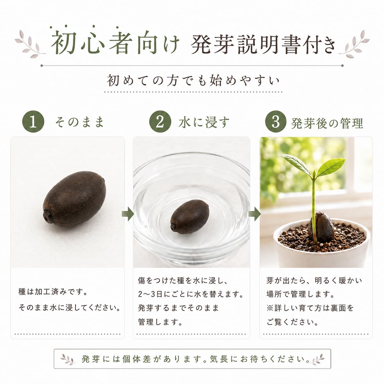 Amazon.co.jp: 【10粒＋予備1粒】ミニハスの種 茶碗蓮 ハスの種 ミニ蓮