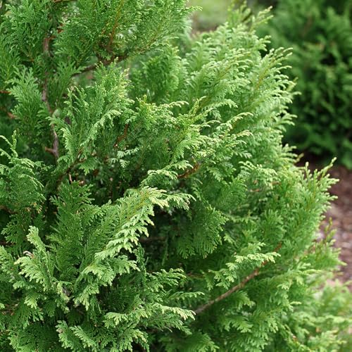 2g Proven Winners Cedar Rapids Cypress Shrub