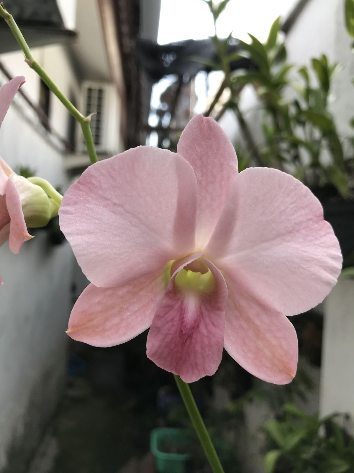 Burana Peach Dendrobium Orchid - Easy Care Houseplant -2