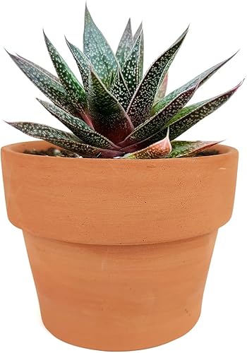 Gasteria Flow Aloe - Hojas en forma triangular de color verde oscuro (4 pulgadas + maceta de arcilla)