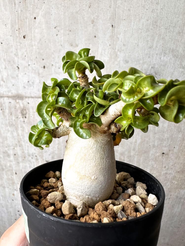 Amazon｜【現品限り】アデニウム・DHA 大株 葉巻【C89】 Adenium DHA
