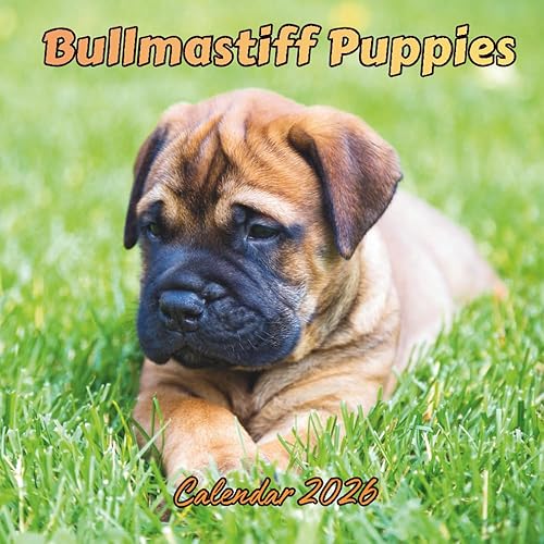 Bullmastiff Puppies Calendar 2026: Organizer For Home & Office From