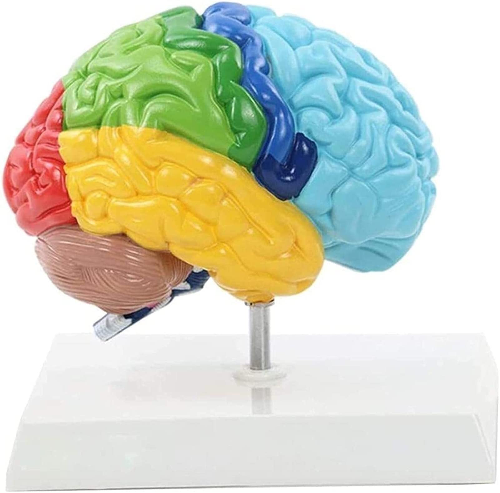 Buy Anatomy Model Human Brain Anatomical Model Life Size Right Half