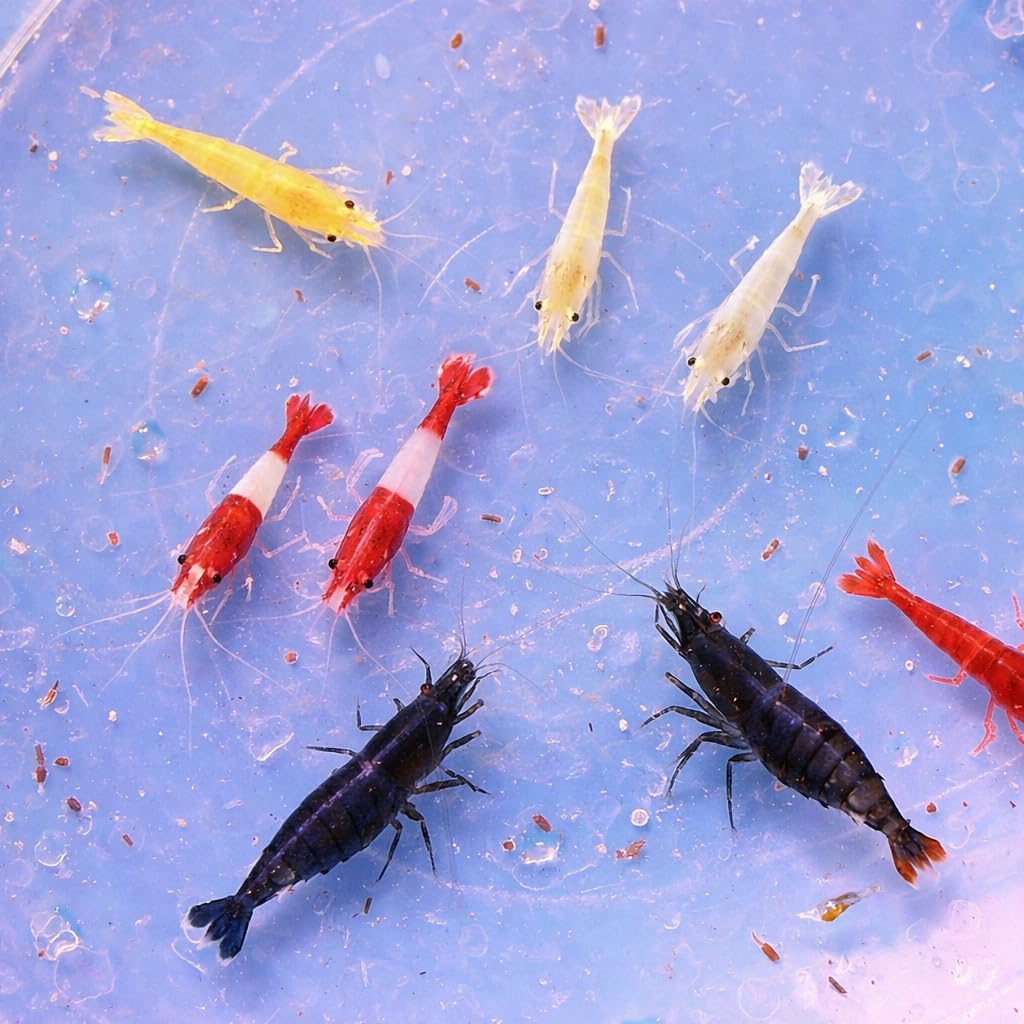 Lot de 10 crevettes d'aquarium vivantes Neocaridina de différentes Couleurs, Crevettes Vivantes pour Aquarium, Taille 1-1,5 cm, aquariophilie