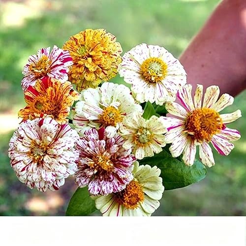 Zinnia Dahlia 'Peppermint Stick' Mix - 150 Seeds (Zinnia elegans) + Freebie + Plant tag