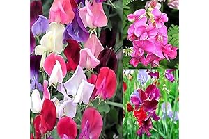 Heirloom Sweet Pea Seeds for Garden (400+) - Non-GMO Flower Seeds by MySeeds.Co