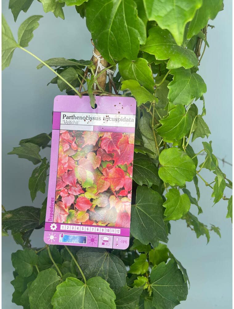PLANTA TREPADORA NATURAL PARTHENOCISSUS TRICUSPIDATA M17 160CM (FALSA PARRA) PARA EXTERIOR