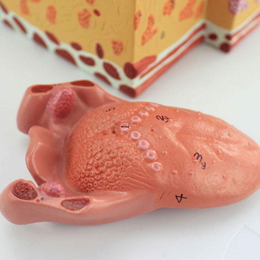 Modello anatomico Umano Modello di Anatomia della Lingua Umana Rivestimento della Lingua Lingua capezzolo Papille gustative Dipartimento di Medicina Orale e digestiva Modello di Tessuto dell