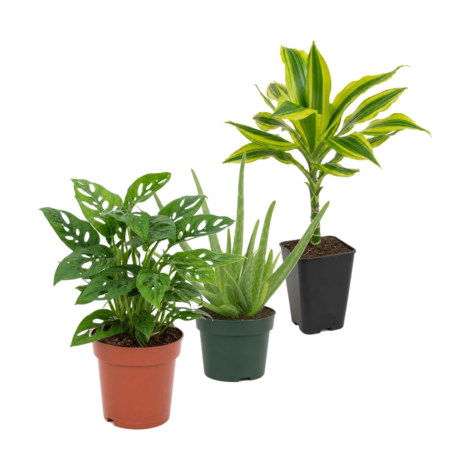 Pack 3 Plantas DECOALIVE: Monstera Monkey Mask, Sábila y Tronco de Brasil