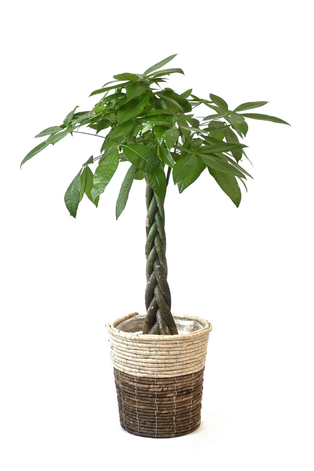 観葉植物 本物 パキラ8号鉢 【ツートーン鉢カバー付】