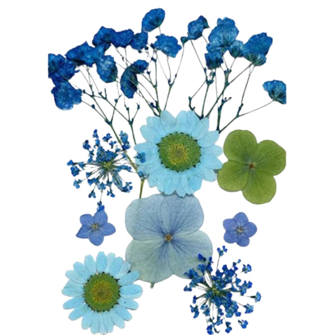 Natural Pressed Flowers Sheet for Mithila Resin Art & DIY Crafts | Real Dried Floral Sheet for Jewelry, Frames & Epoxy Décor (10In1 Blue Pressed Flowers)