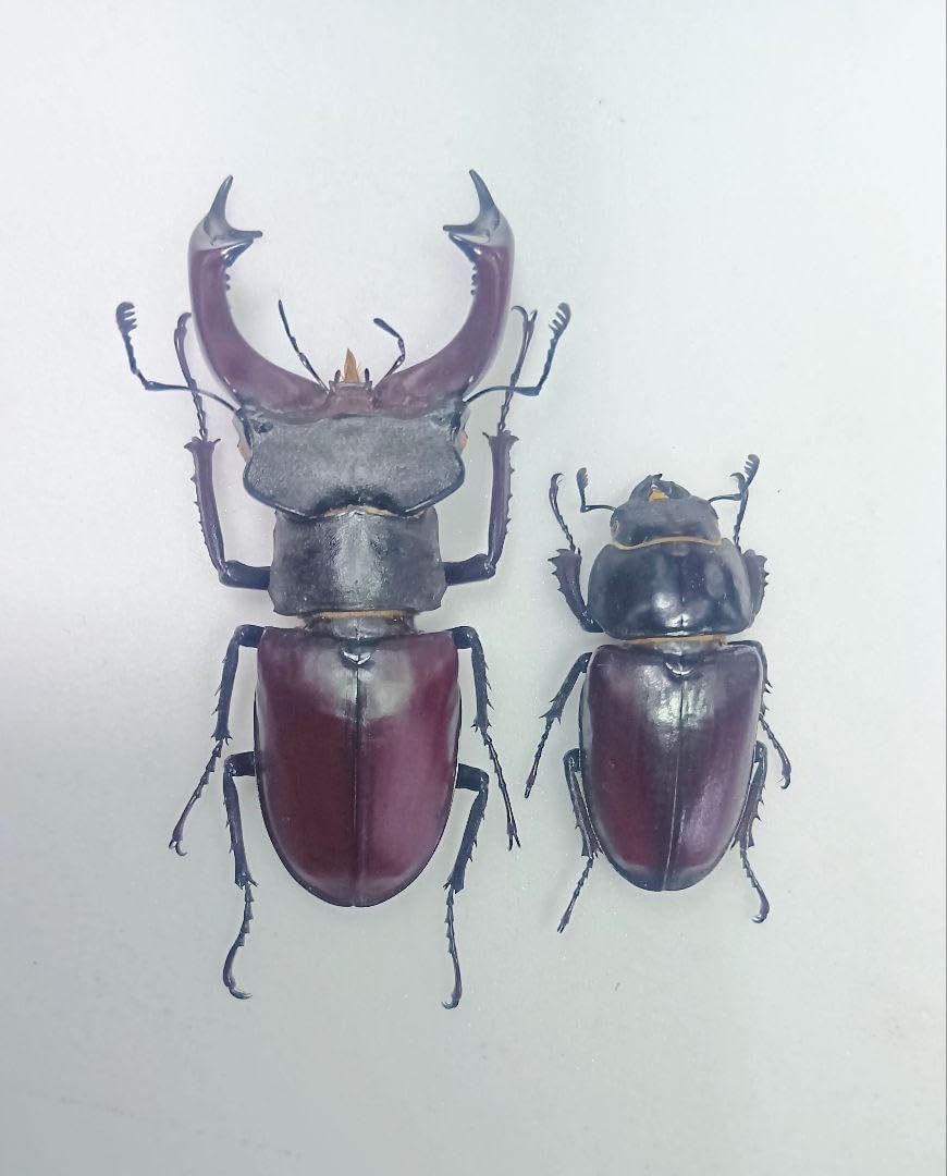 ブラタモリ　全巻　特典付き ブラタモリ 全巻 特典付き ブラタモリ 1〜14巻セット Amazon.co