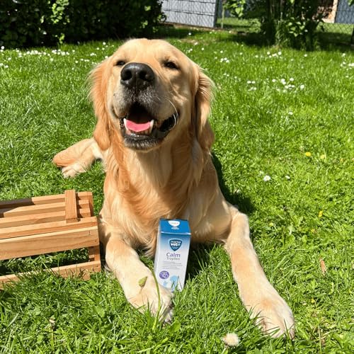 marsavet+ Calm – Ergänzungsfuttermittel mit Katzenminze für Hunde, Katzen, Nager & Vögel – Zur Unterstützung des Wohlbefindens in stressbedingten Situationen – 100 ml