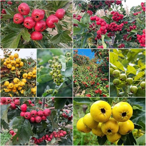 semillas orgánicas de espino semillas de cama elevada para balcón columnar resistente espino balcón 70pcs