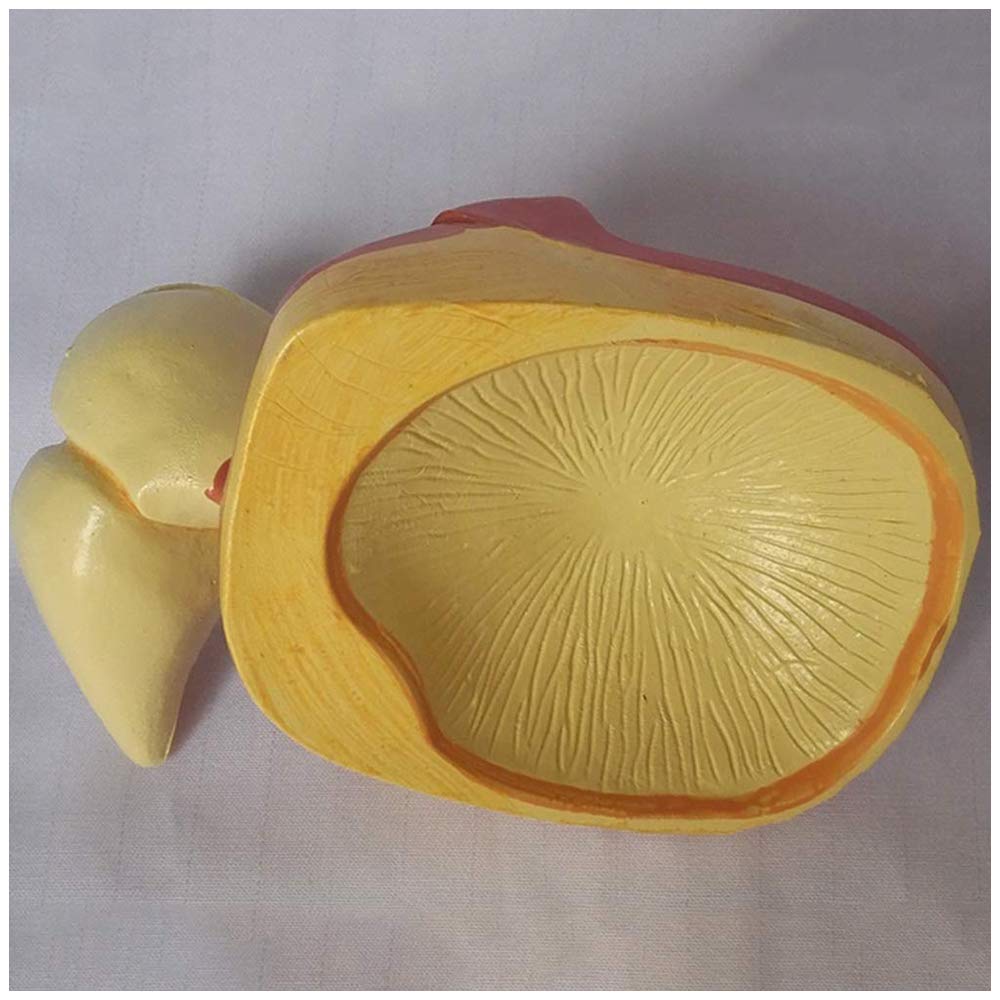 Model ślimakowy - Model ucha ludzkiego - Materiały dydaktyczne Model symulacyjny ślimakowy Medyczny anatomiczny model ucha - Do szkolnego narzędzia do wyświetlania nauczania medycznego, sprzętu labor