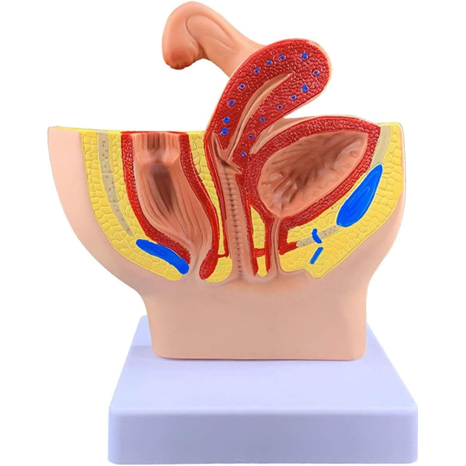 GTHTUHFD Female Organ Model 1/2 Life Size Human Female Uterus And Ovary Model Professional Teaching Models Female Reproductive Organ Model For Education Use Anatomy Model