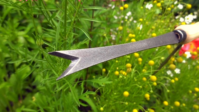 Amazon.com : DeWit Daisy Grubber – Bio Weed Remover for Dandelions