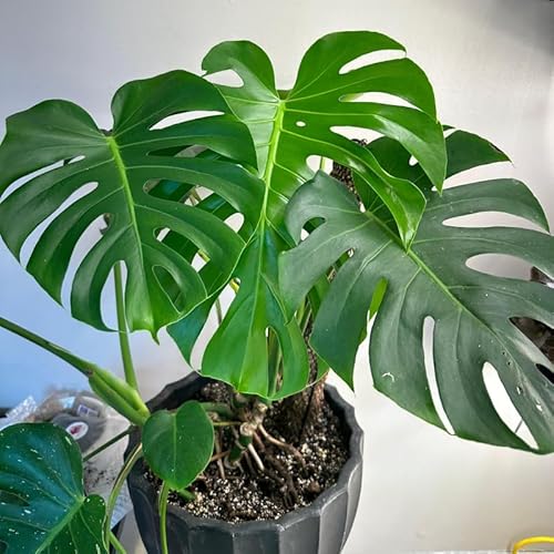 Monstera Deliciosa Live Plant, Live Monstera Plant, Monstera Live Plant, Live Monstera Plant Indoor, Plant Monstera Live, Philodendron Monstera Tree 4 to 7 Inches Tall No Pot