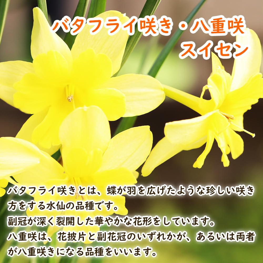 Amazon.co.jp: バタフライ咲き スイセン 球根 【5．ピンパーネル 】2