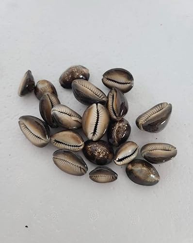 Caracoles Ojo De Tigre Conchas Aye Ochun Santeria Osha