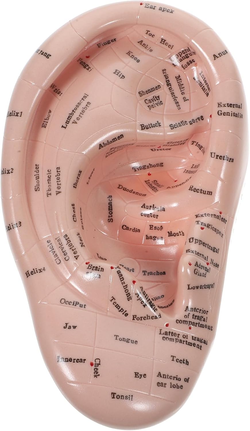 Ear Model Ear Acupuncture Model Ear Massage Model Reflexology Acupuncture Teaching Tool Display Laboratory Supplies