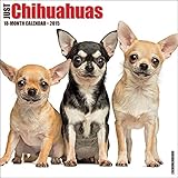 Chihuahua Rules 2015 Wall Calendar