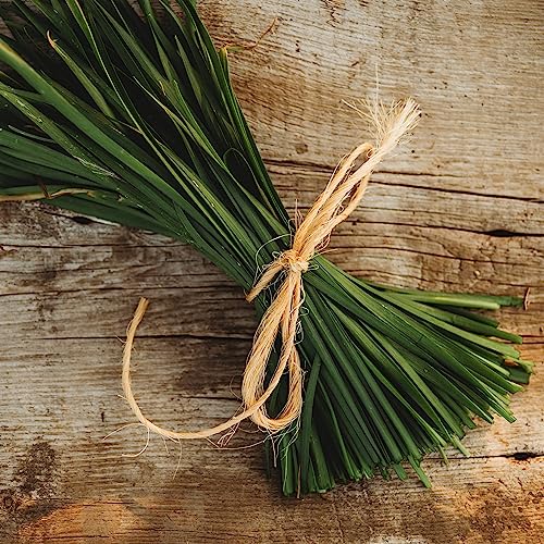 Garlic Chives - 100 Seeds - Heirloom & Open-Pollinated Variety, Non-Gmo Culinary Herb Seeds For Planting, Grow Kitchen Herbs Indoors/Outdoors In Containers/Aerogarden/Home Garden, Thresh Seed Company #TOP1