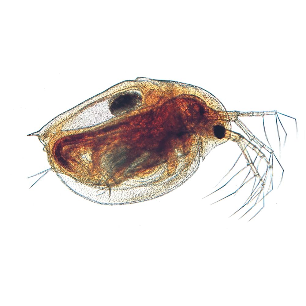 Daphnia Pulex, Living