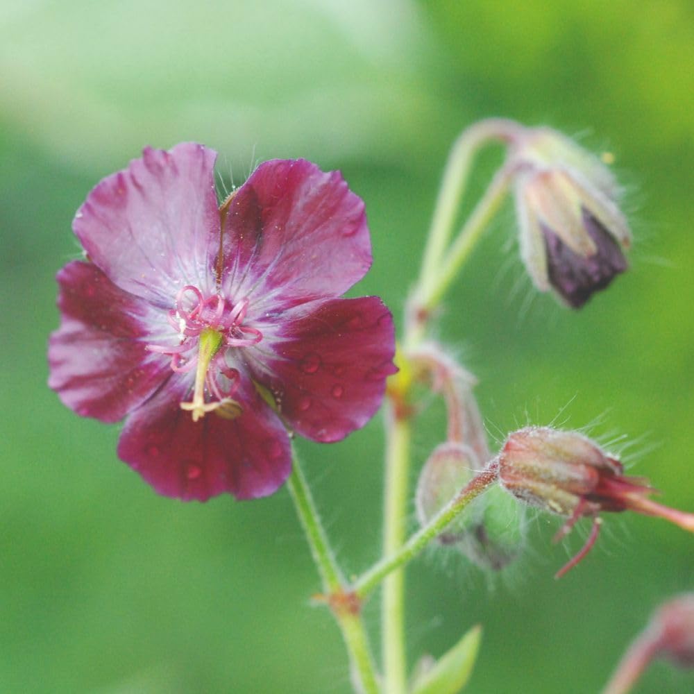 Geranium Phaeum Samobor Hardy Perennial with Dark Purple Flowers for Shaded Gardens & Ground Cover 1x or 2X 1 Litre Pot by Thompson and Morgan