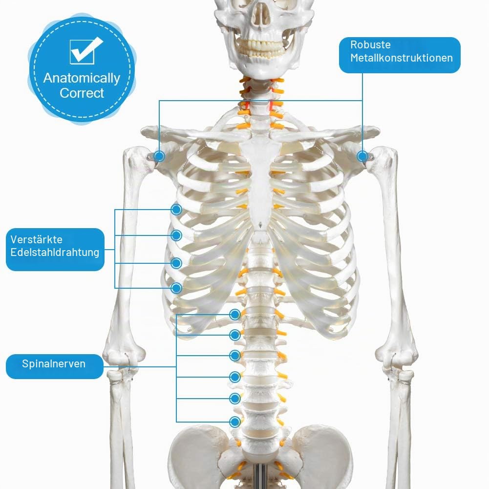 breesky Menschliches Skelett-Modell für Anatomie, lebensgroß, medizinisches menschliches Skelett-Modell mit Nervensystem, 179,8 cm, mit Rollständer Studium und Ausstellung von 3 Postern
