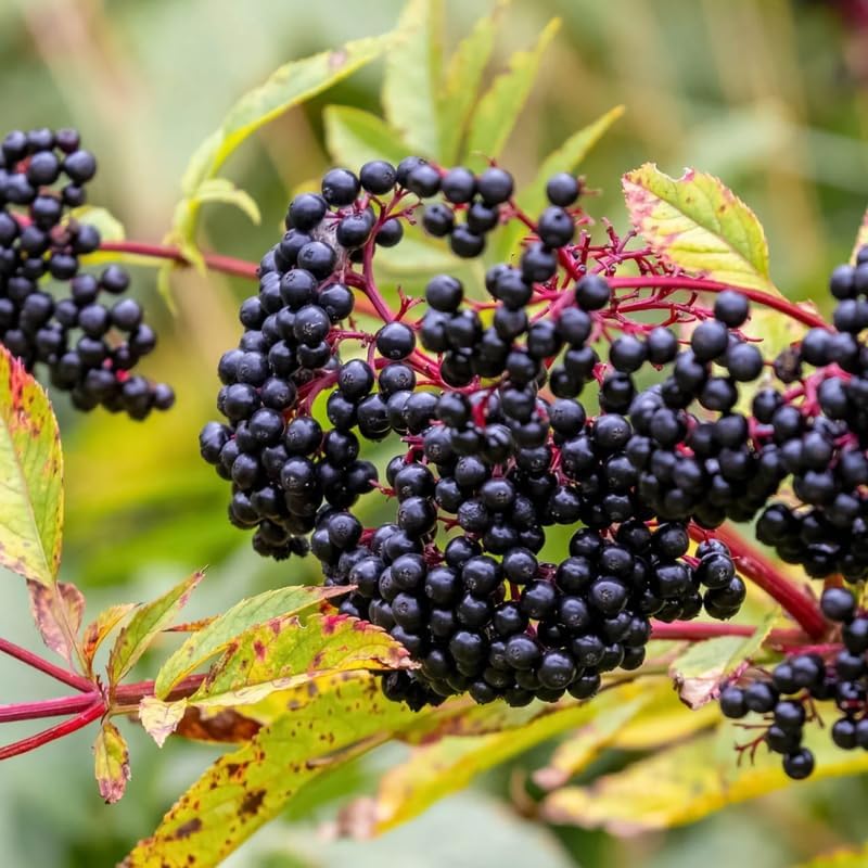 2 Elderberry Plants Live 6 to 12 Inches Height, Sweet Elderberry Bushes Live Plants, Black American Elderberry Fruits Trees
