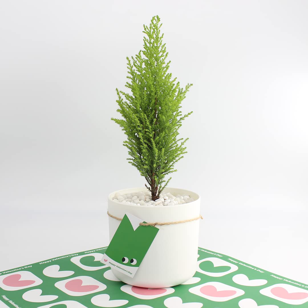 クリスマス飾りにぴったり！ 常緑樹　ゴールドクレスト　ウィルマうさぎ　８号鉢 クリスマス飾りにぴったり！ 常緑樹 ゴールドクレスト ウィルマうさぎ